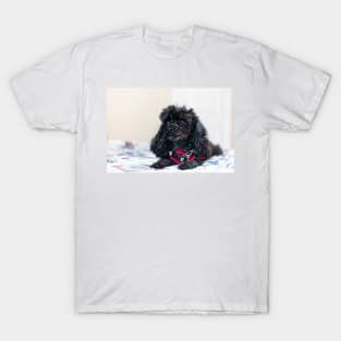 Queen of the toy poodles T-Shirt